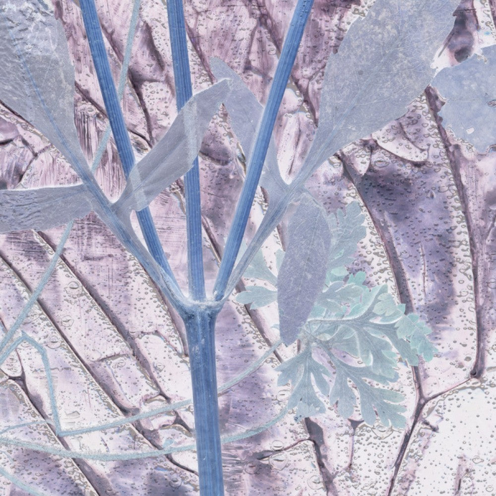 PHOTOWALL / Flora Hysterica 2 (e50073) | 輸入壁紙専門店 WALPA