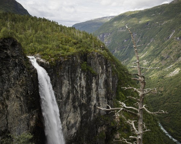 PHOTOWALL / Bare Tree at Vettisfossen (e31067)