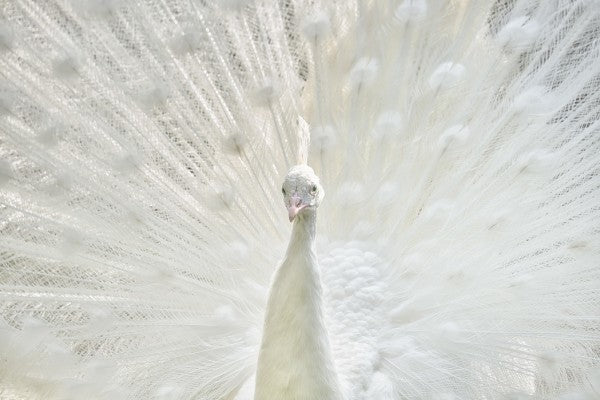 PHOTOWALL / White Peacock (e50209)