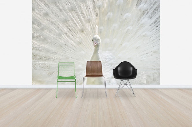 PHOTOWALL / White Peacock (e50209)