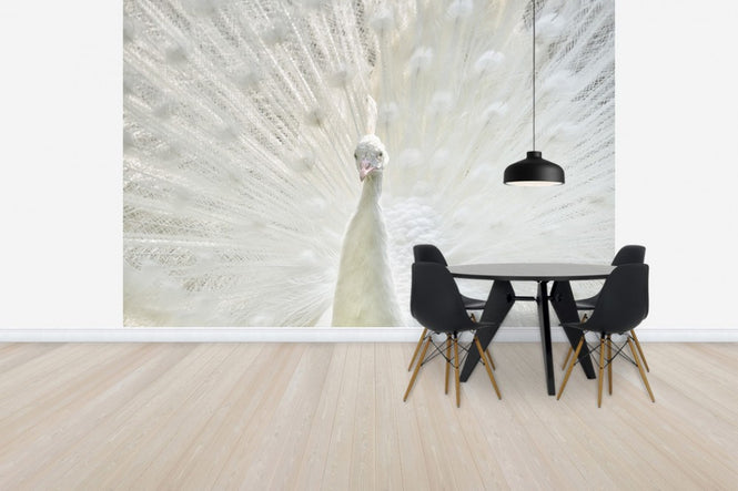 PHOTOWALL / White Peacock (e50209)
