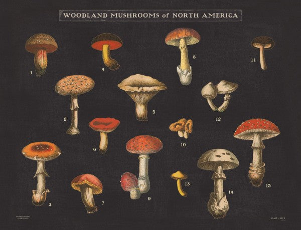 PHOTOWALL / Mushroom Chart I (e50234)