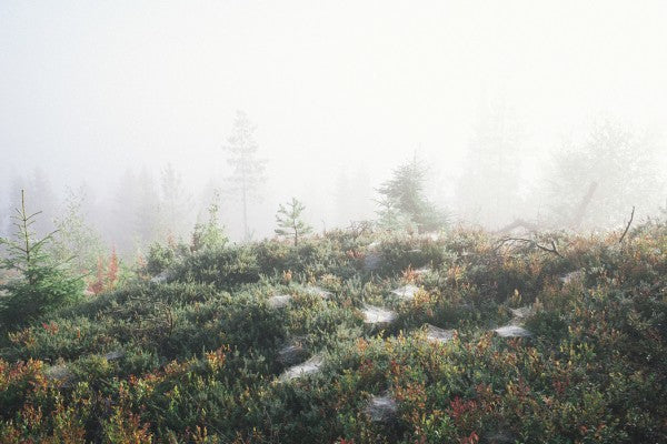 PHOTOWALL / Morning Haze at the Mountain (e50250)