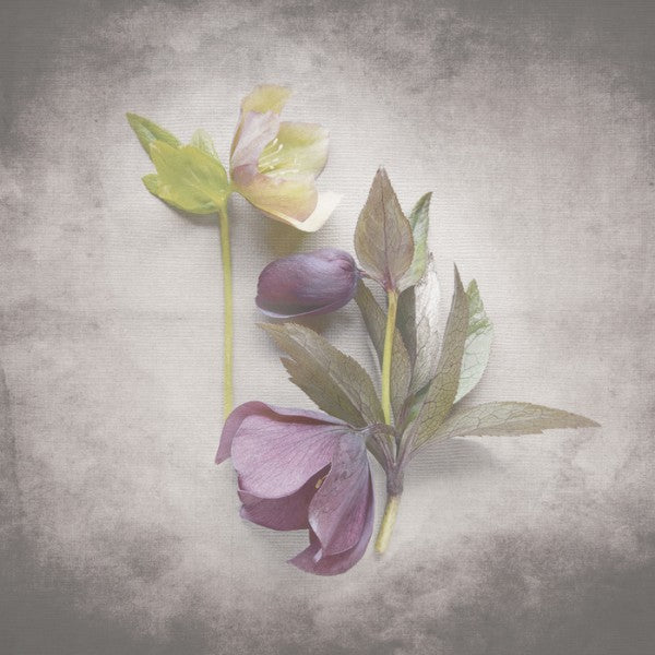 PHOTOWALL / Vintage Hellebore Study VII (e50242)