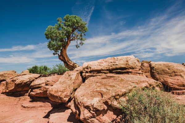 PHOTOWALL / Desert tree in Utah (e50271)