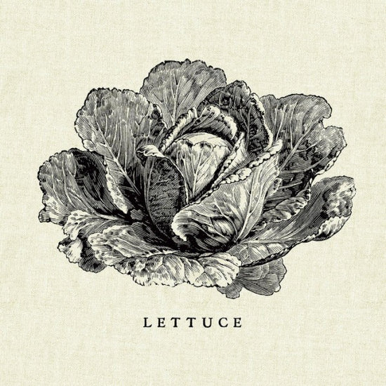 PHOTOWALL / Kitchen Illustration - Lettuce (e31006)