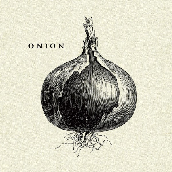 PHOTOWALL / Kitchen Illustration - Onion (e31007)