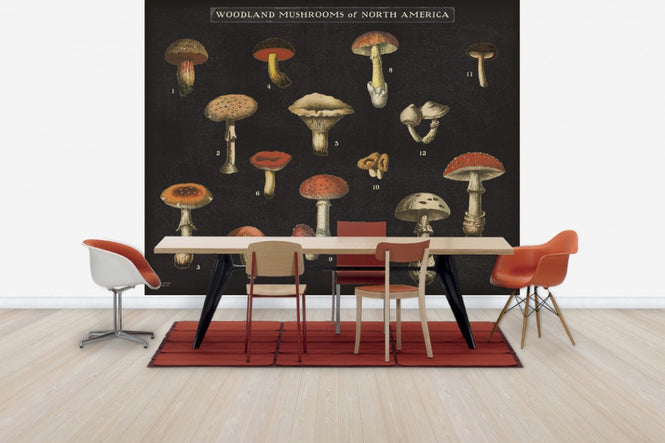 PHOTOWALL / Mushroom Chart (e31075)