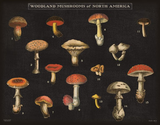 PHOTOWALL / Mushroom Chart (e31075)