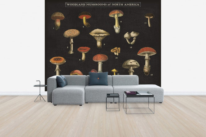 PHOTOWALL / Mushroom Chart (e31075)