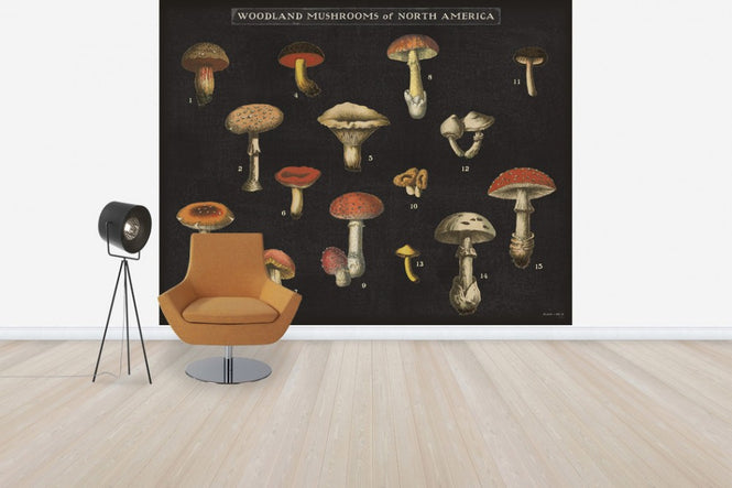 PHOTOWALL / Mushroom Chart (e31075)