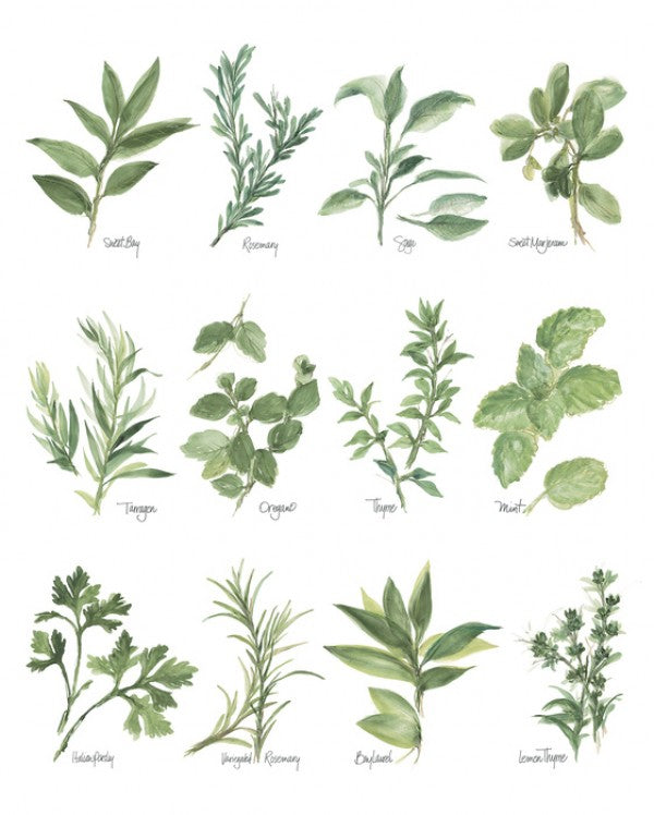 PHOTOWALL / Herb Chart (e31004)
