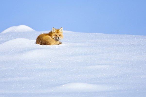 PHOTOWALL / A Red Fox Waking up, Yellowstone National Park (e31085)