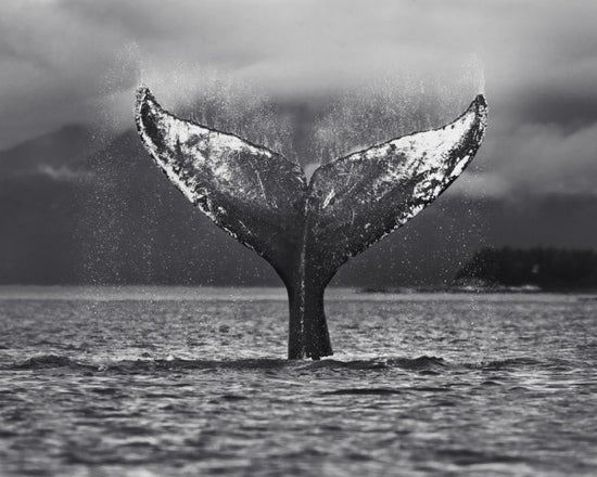 PHOTOWALL / Humpback Whale, Alaska (e31111)