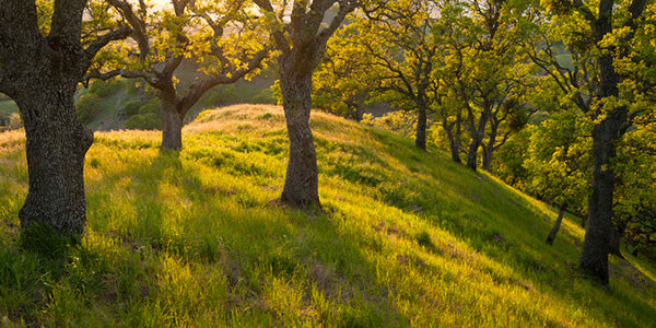 PHOTOWALL / Late Afternoon Sunshine Streams, Mount Diablo, California (e31115)