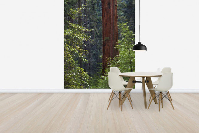 PHOTOWALL / Pacific Dogwood Tree and Giant Sequoia, California (e31118)