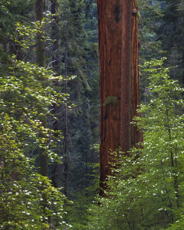 PHOTOWALL / Pacific Dogwood Tree and Giant Sequoia, California (e31118)