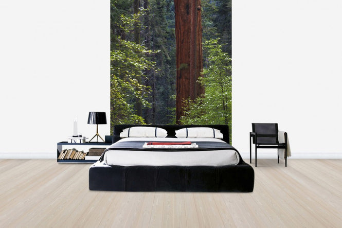 PHOTOWALL / Pacific Dogwood Tree and Giant Sequoia, California (e31118)