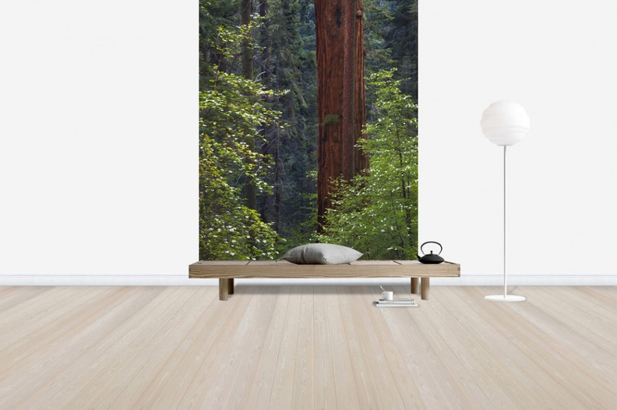 PHOTOWALL / Pacific Dogwood Tree and Giant Sequoia, California (e31118)