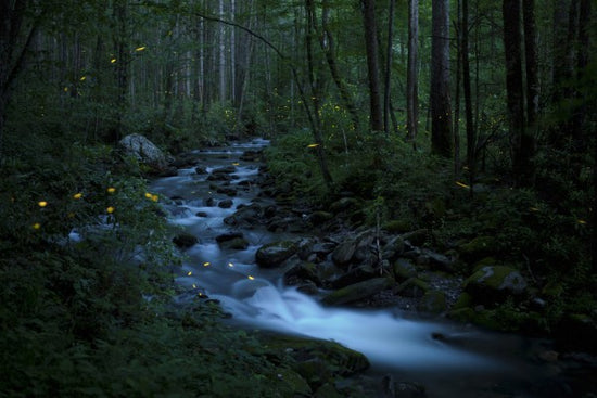 PHOTOWALL / Syncronous Fireflies, Great Smoky Mountains National Park (e31135)