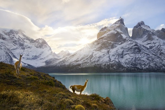 PHOTOWALL / Two Guanacos at Edge of Lake, Torres del Paine National Park (e31140)