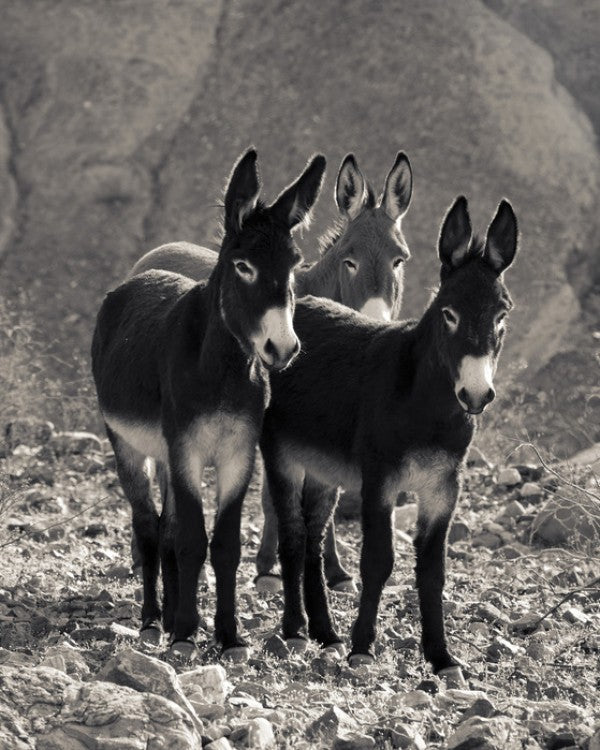 PHOTOWALL / Wild Burros in a Canyon, Death Valley National Park (e31144)