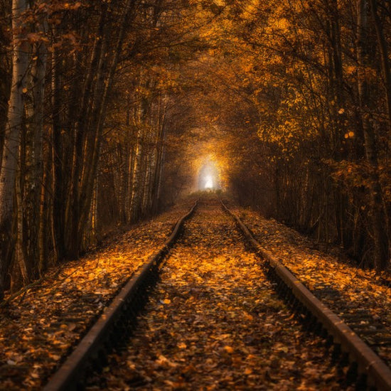 PHOTOWALL / Autumn Tunnel (e310011)