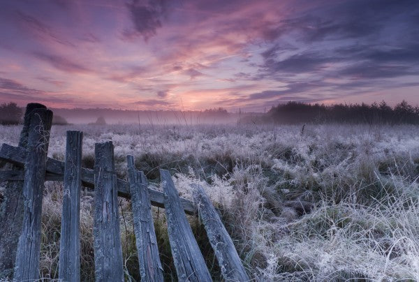 PHOTOWALL / Dawn of Bialowieza Meadows (e310043)