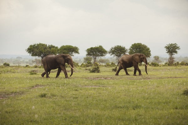PHOTOWALL / Elephants in National Park (e310069)