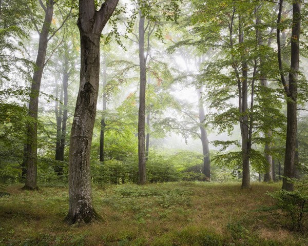 PHOTOWALL / Forest Fog (e310083)