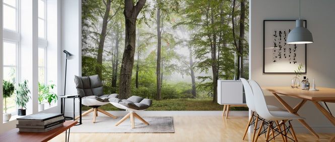 PHOTOWALL / Forest Fog (e310083)