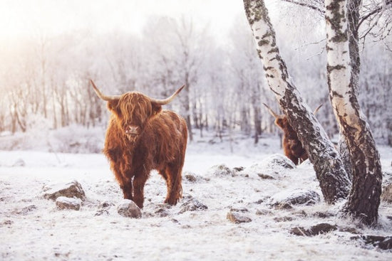 PHOTOWALL / Highland Cattle (e310106)