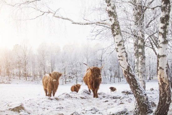PHOTOWALL / Cattles in Snow (e310107)