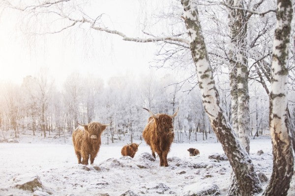 PHOTOWALL / Cattles in Snow (e310107)