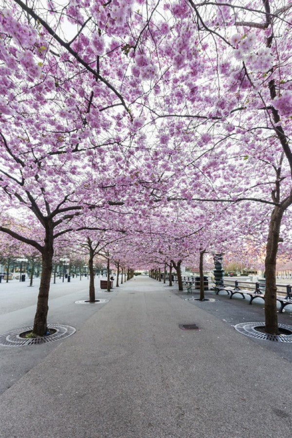 PHOTOWALL / Cherry Tree Blossoms (e310111)