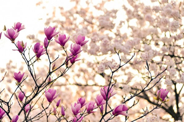 PHOTOWALL / Magnolia Flowers (e310184)