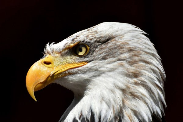 PHOTOWALL / Bald Eagle (e310220)