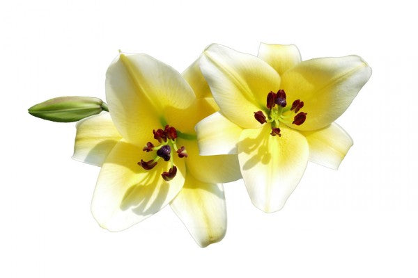 PHOTOWALL / Lilies Flower (e310243)