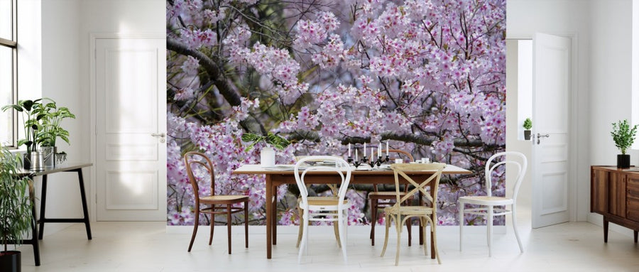 PHOTOWALL / Cherry Blossoms (e310252)