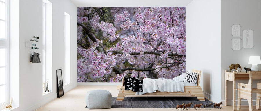 PHOTOWALL / Cherry Blossoms (e310252)