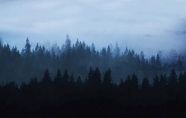PHOTOWALL / Forest of Dreams (e310323)
