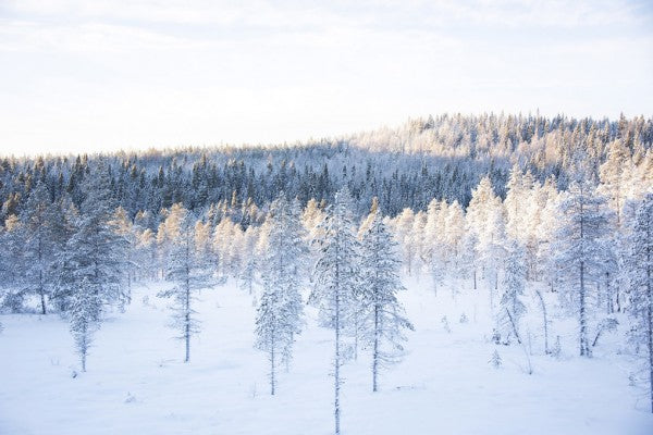 PHOTOWALL / Silence of Winter I (e310331)