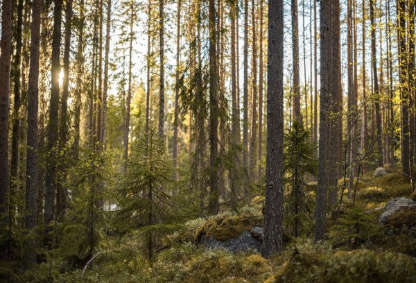 PHOTOWALL / The Fairytale Forest (e310337)