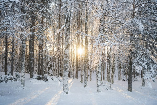 PHOTOWALL / Winter Birches (e310344)