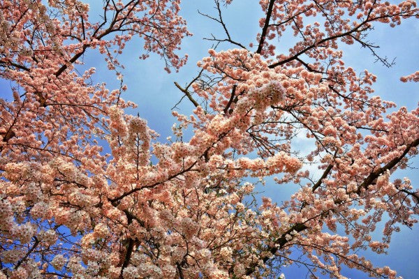 PHOTOWALL / Cherry Blossom Tree (e310265)