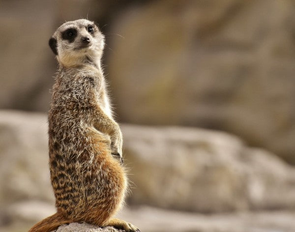 PHOTOWALL / Meerkat in Tiergarten Zoo (e310270)