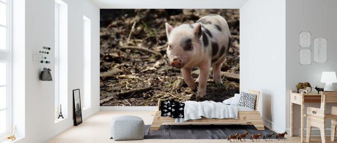 PHOTOWALL / Piglet (e310276)