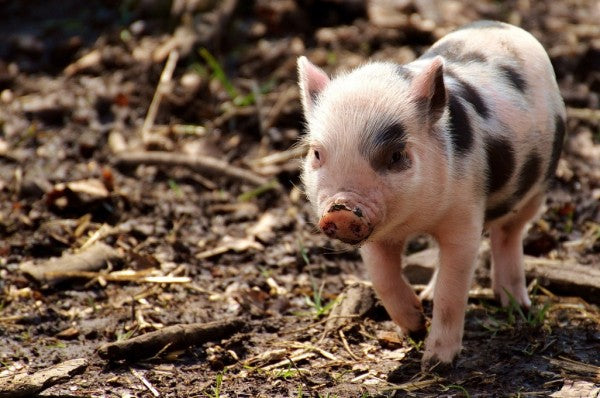 PHOTOWALL / Piglet (e310276)