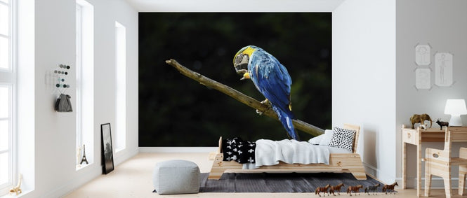 PHOTOWALL / Parrot (e310286)