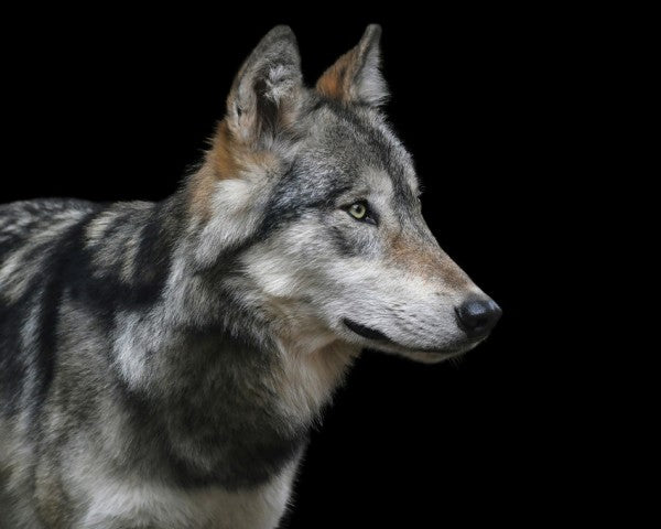 PHOTOWALL / Wolf (e310296)